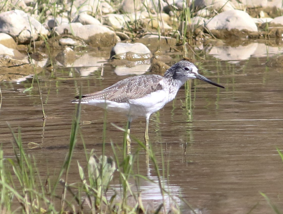 Common Greenshank - Jason Rieger