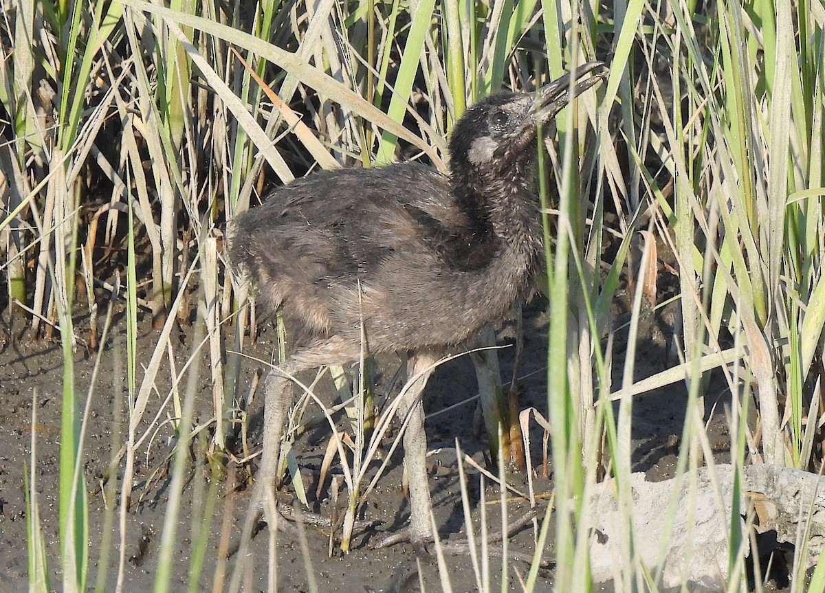 Clapper Rail - ML620604699