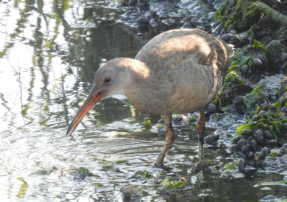 Clapper Rail - ML620604700