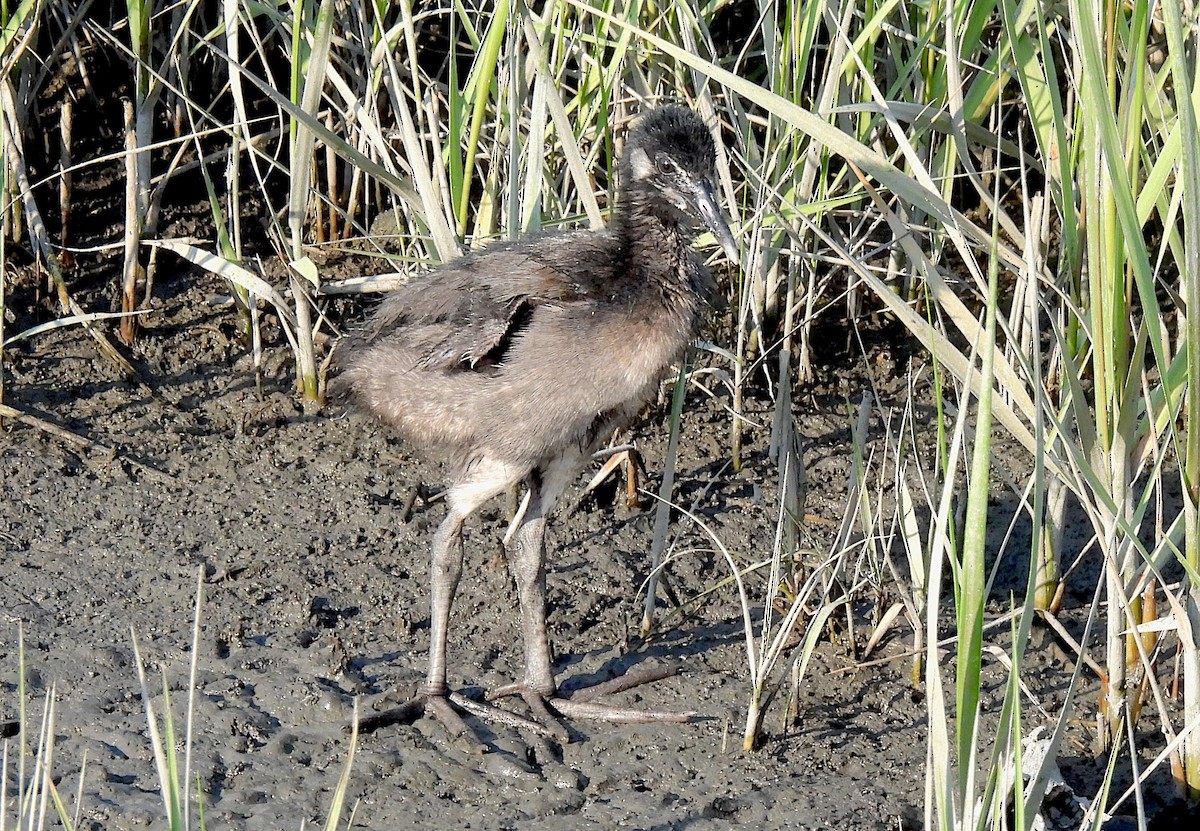 Clapper Rail - Tracy W  🐦