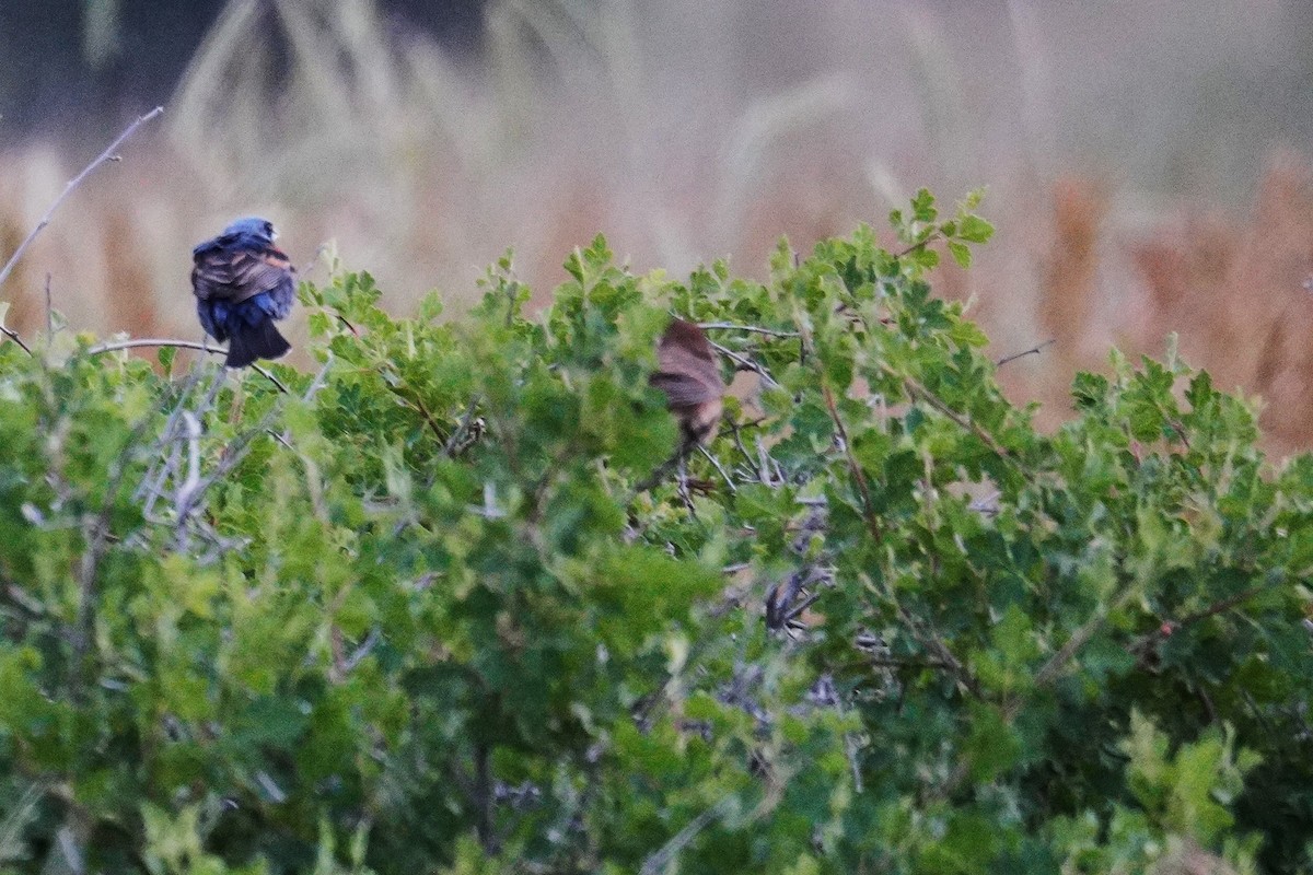 Blue Grosbeak - ML620604704