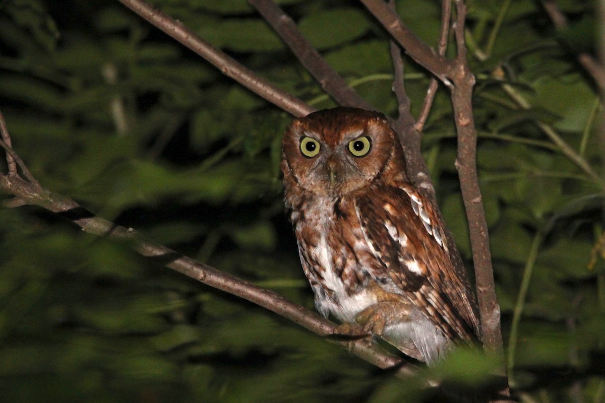 Eastern Screech-Owl - ML620604707