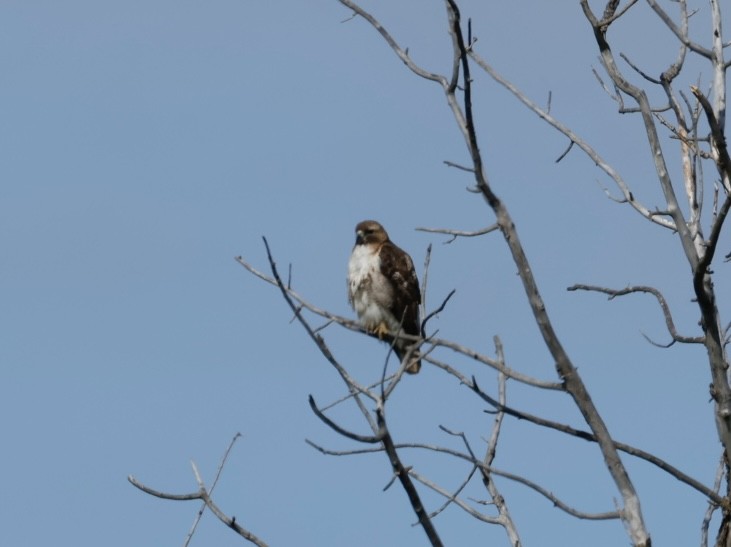 Red-tailed Hawk - ML620604708