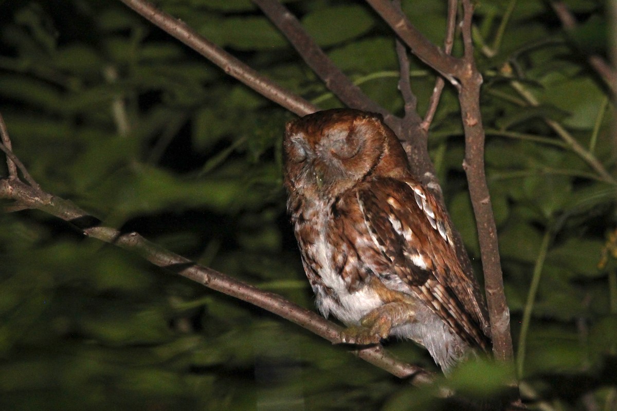 Eastern Screech-Owl - ML620604709