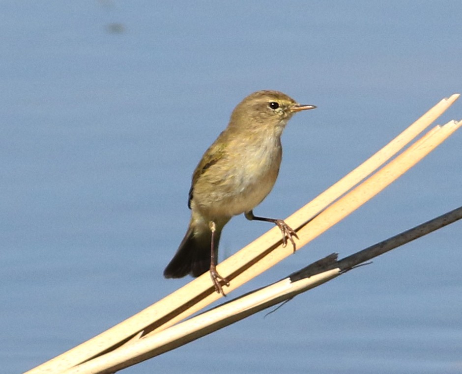 Common Chiffchaff - ML620604710