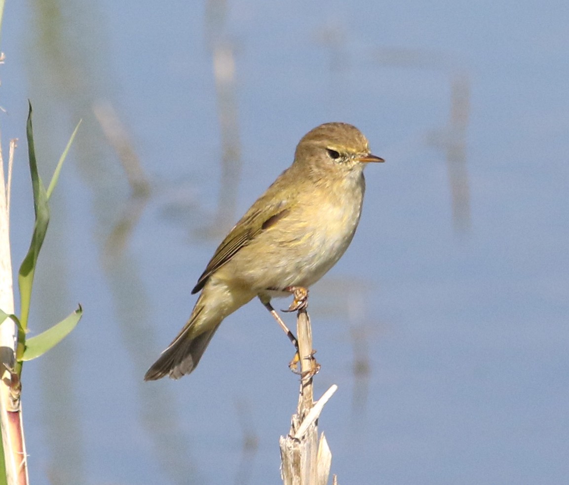 Common Chiffchaff - ML620604711