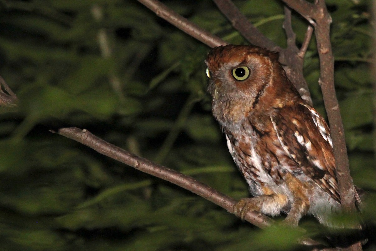 Eastern Screech-Owl - ML620604712