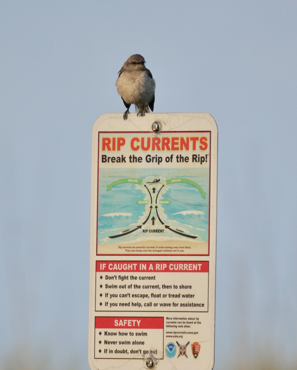 Northern Mockingbird - ML620604713