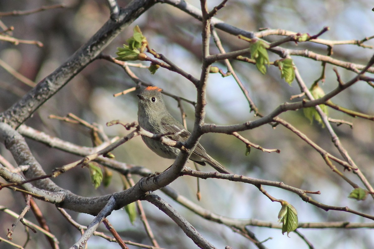 Ruby-crowned Kinglet - ML620604714