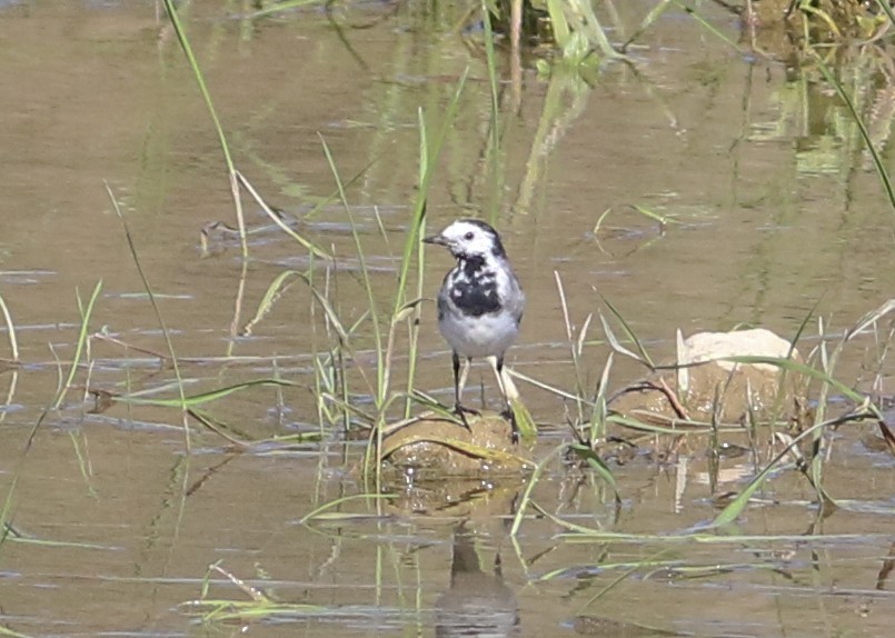 White Wagtail - ML620604716