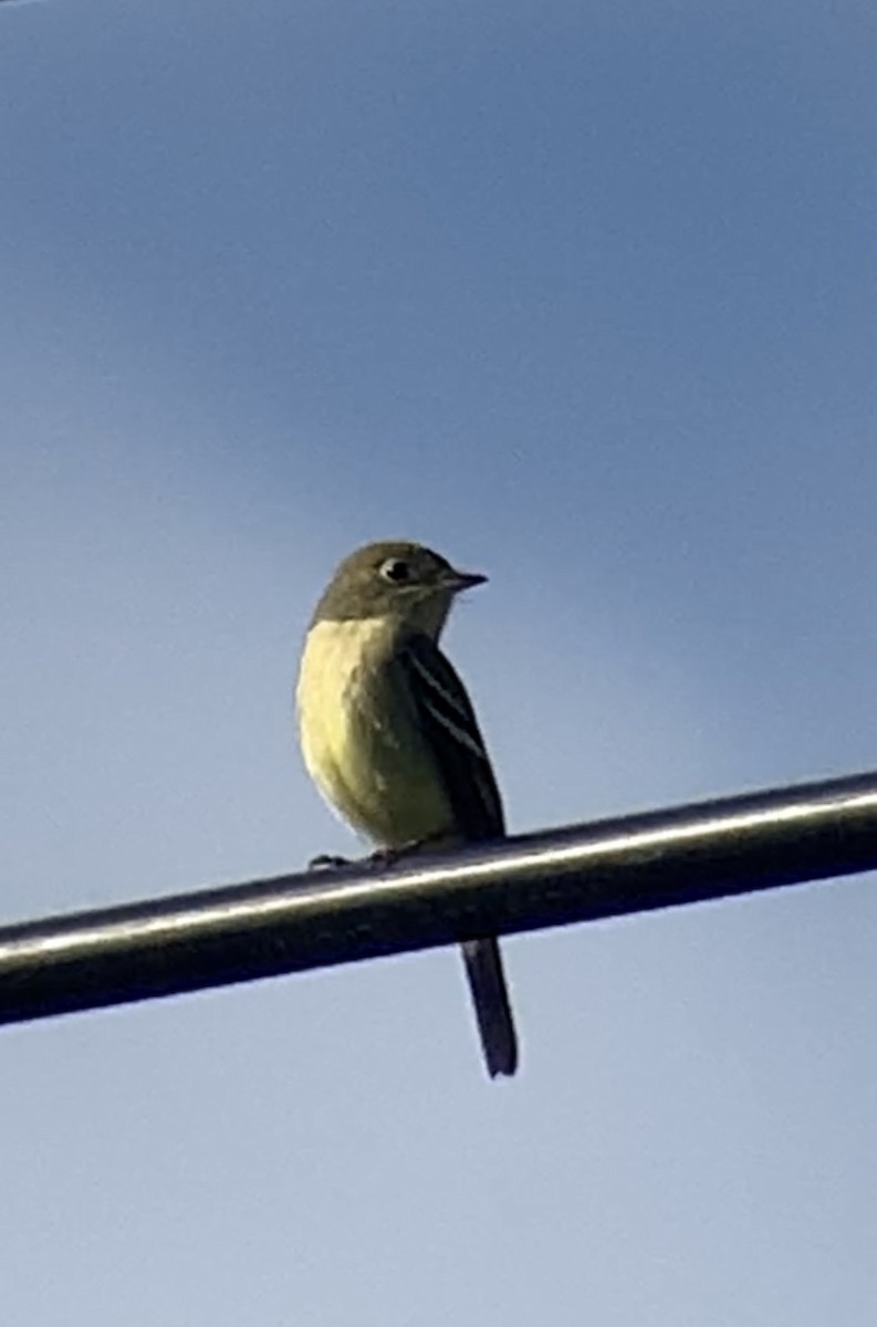 Yellow-bellied Flycatcher - ML620604718