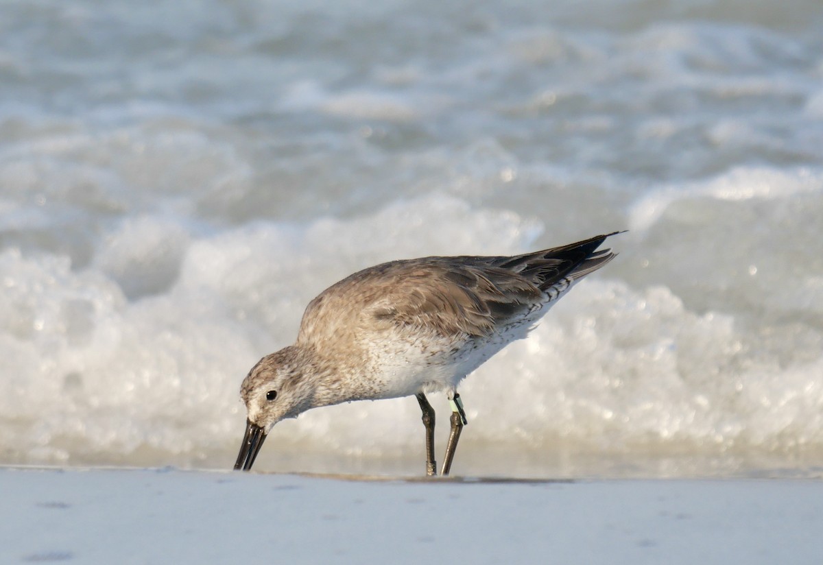 Red Knot - Rebecca Smith