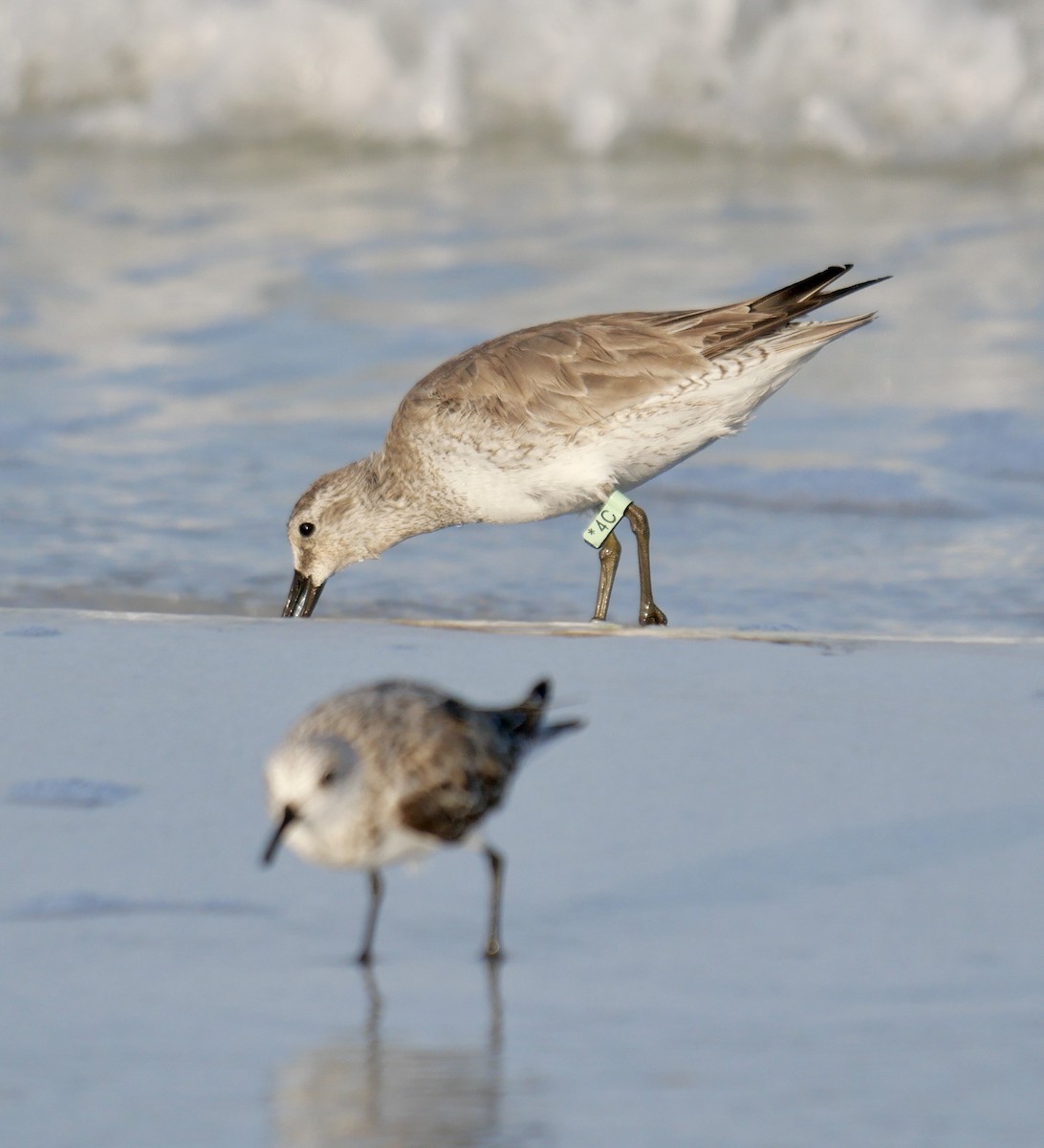 Red Knot - ML620604723