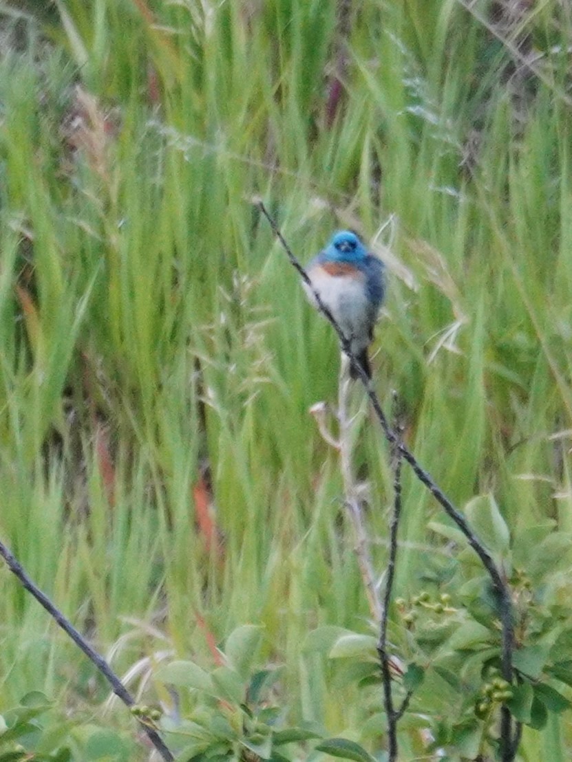 Lazuli Bunting - ML620604733