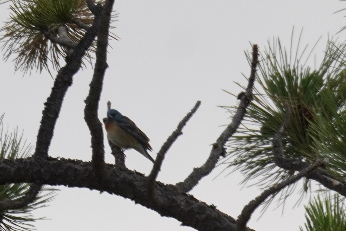 Lazuli Bunting - ML620604734