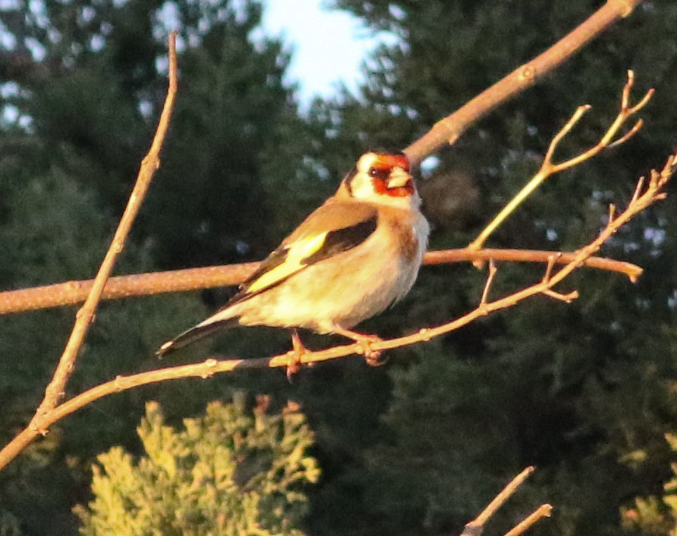 European Goldfinch - ML620604735