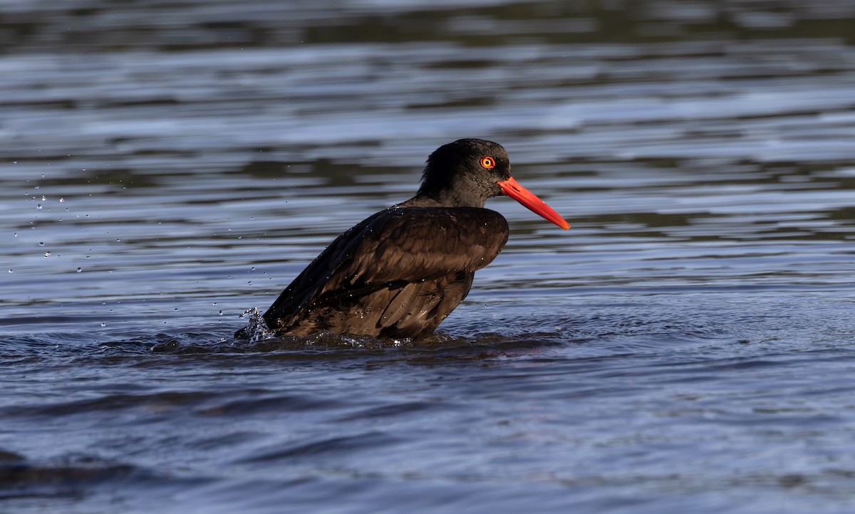 Black Oystercatcher - Arlen Price