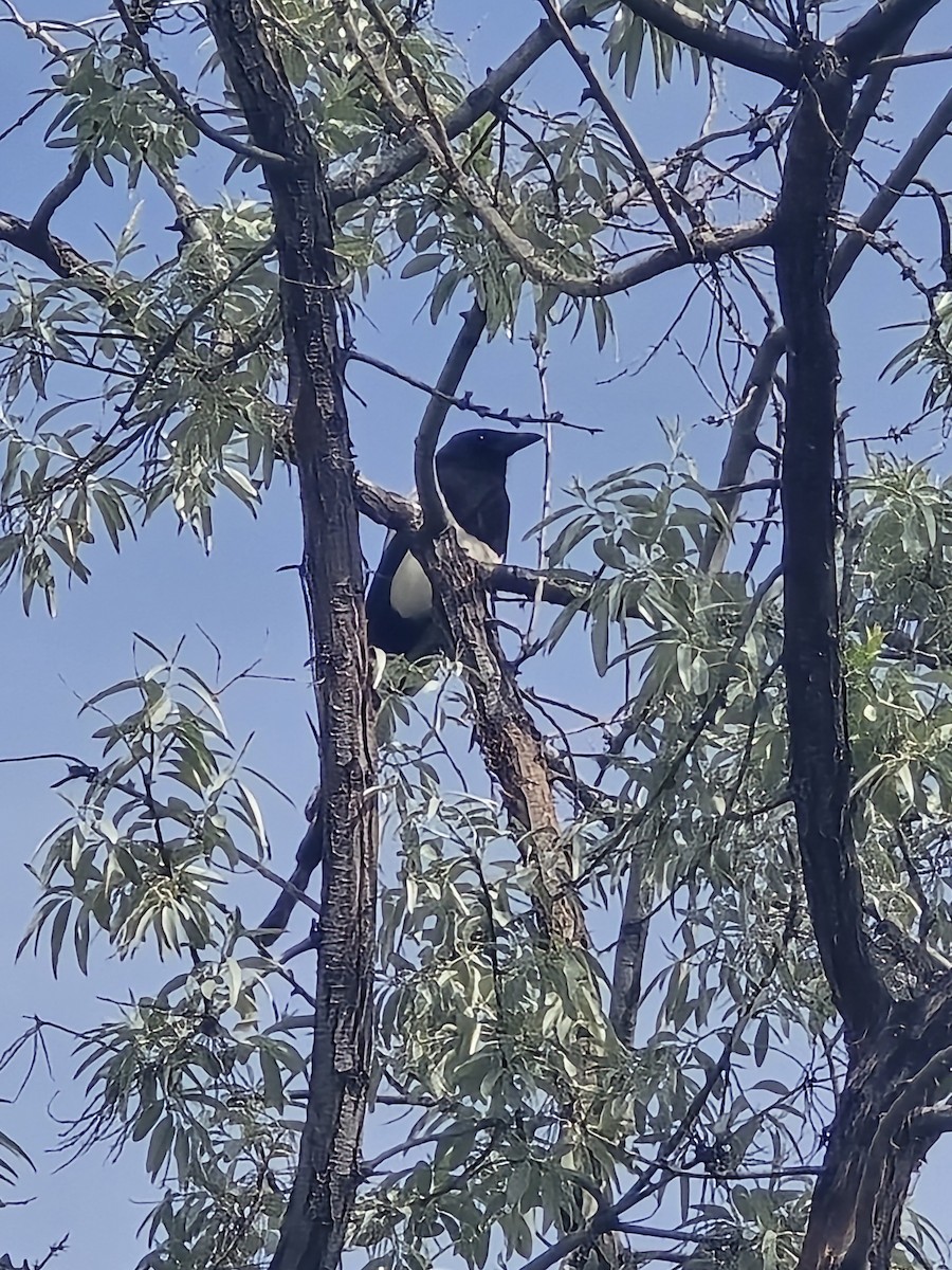 Black-billed Magpie - ML620604742