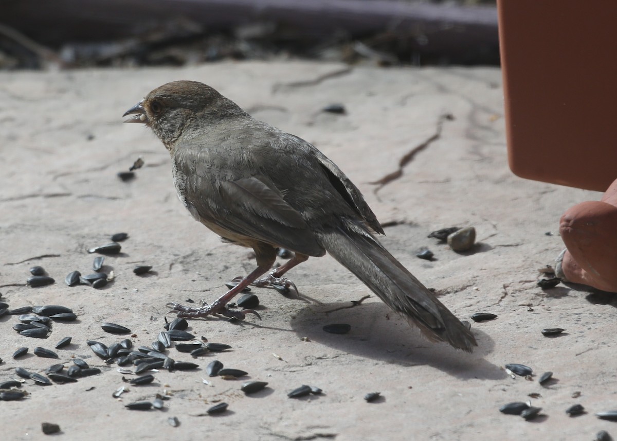 California Towhee - ML620604743