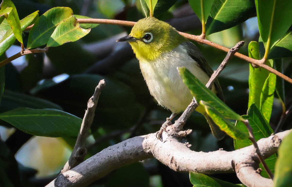 Swinhoe's White-eye - ML620604745