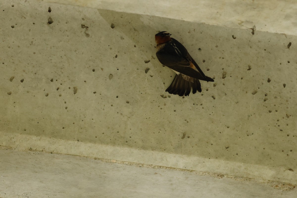 Bank Swallow - ML620604746