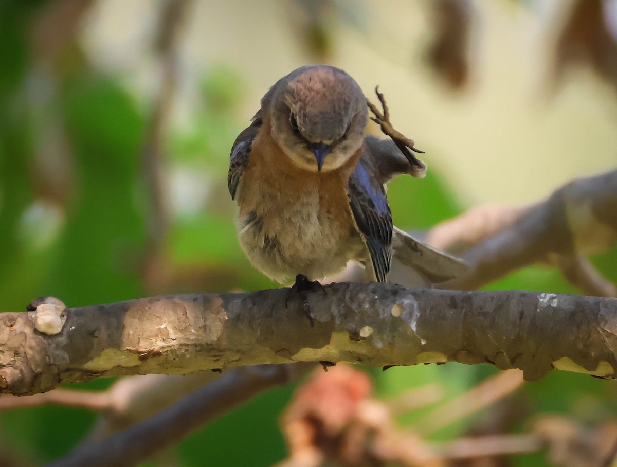 Western Bluebird - ML620604748