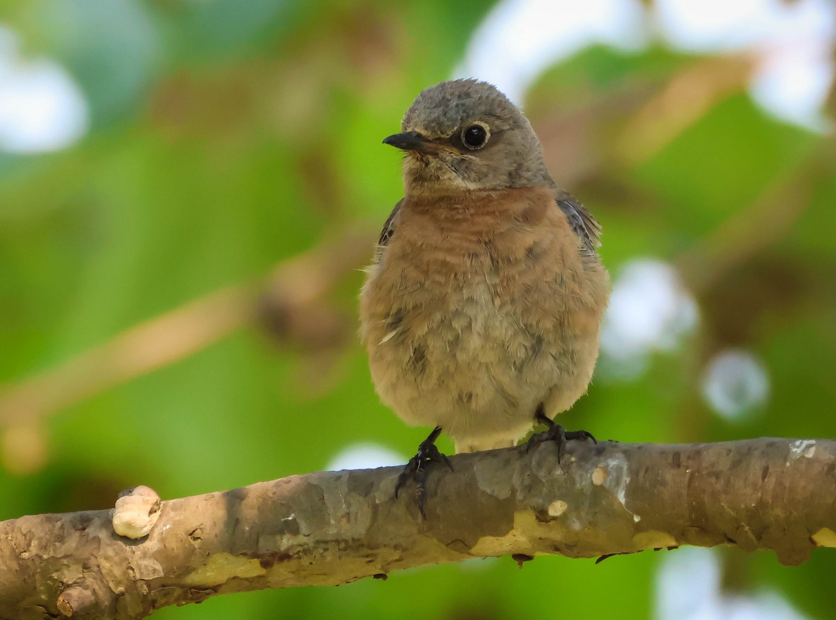 Western Bluebird - ML620604751