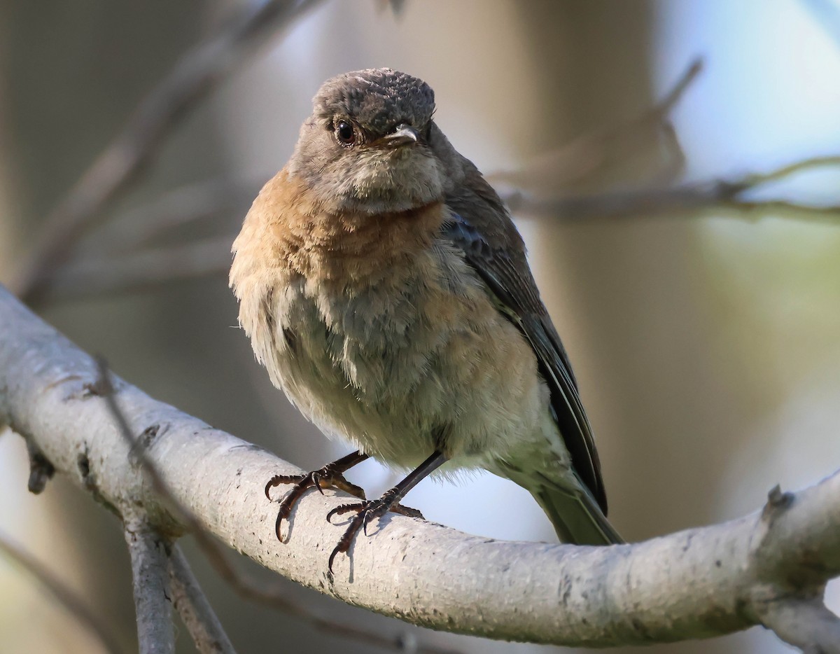 Western Bluebird - ML620604754