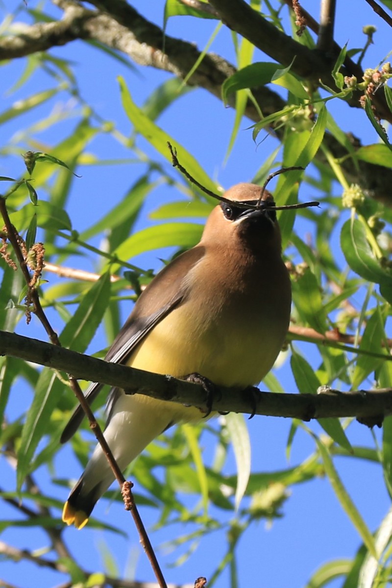 Cedar Waxwing - ML620604756