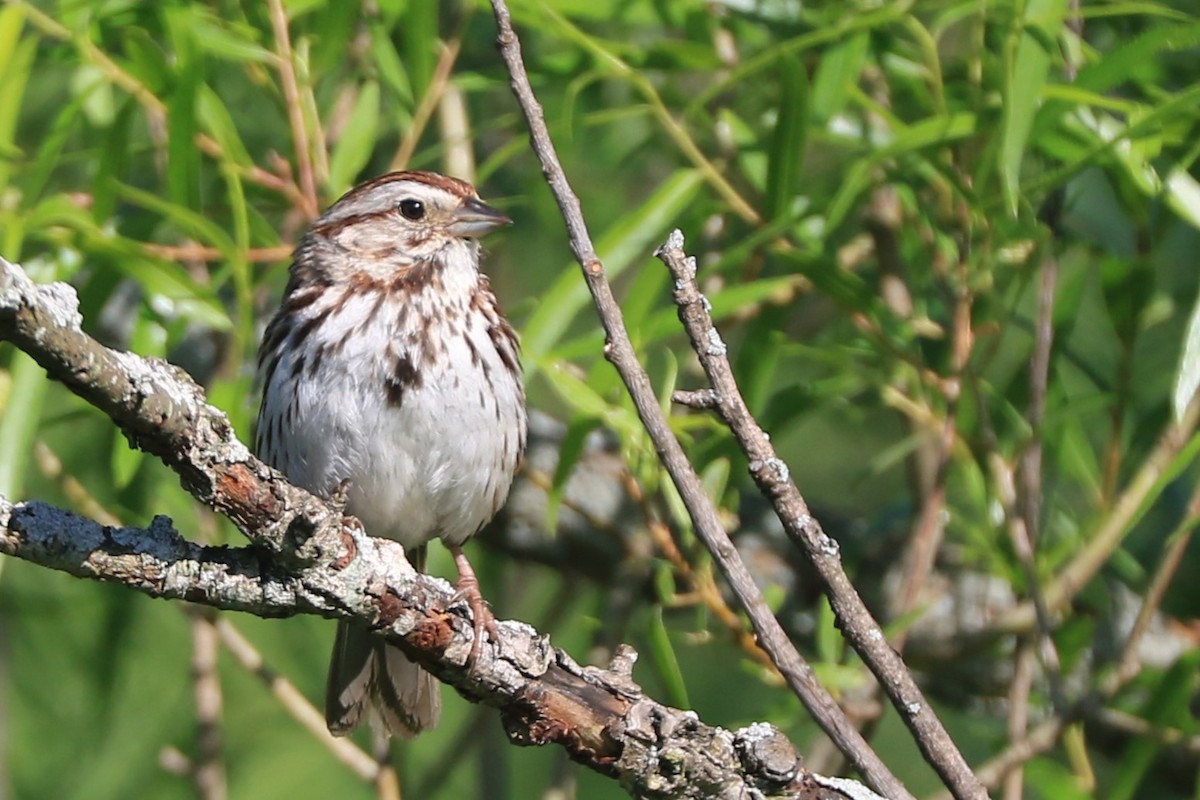 Song Sparrow - Jennifer Allison