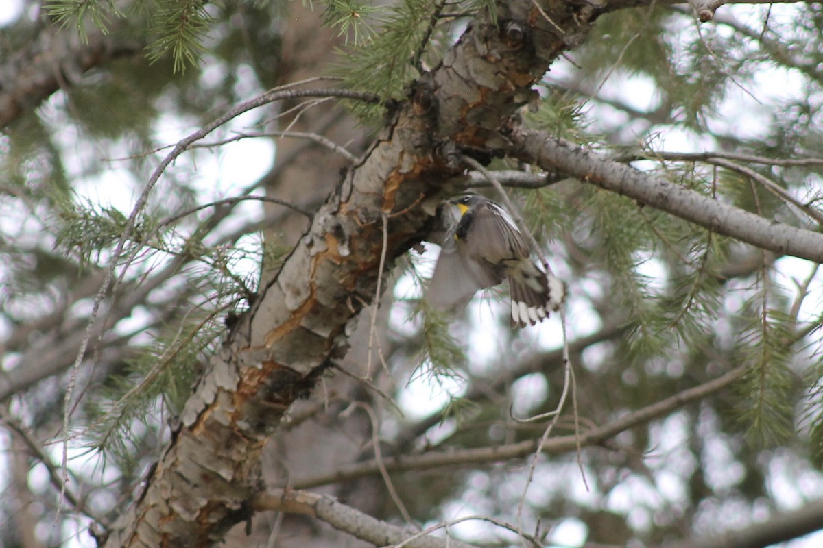 Yellow-rumped Warbler - ML620604762