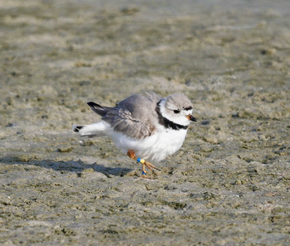 Piping Plover - ML620604763