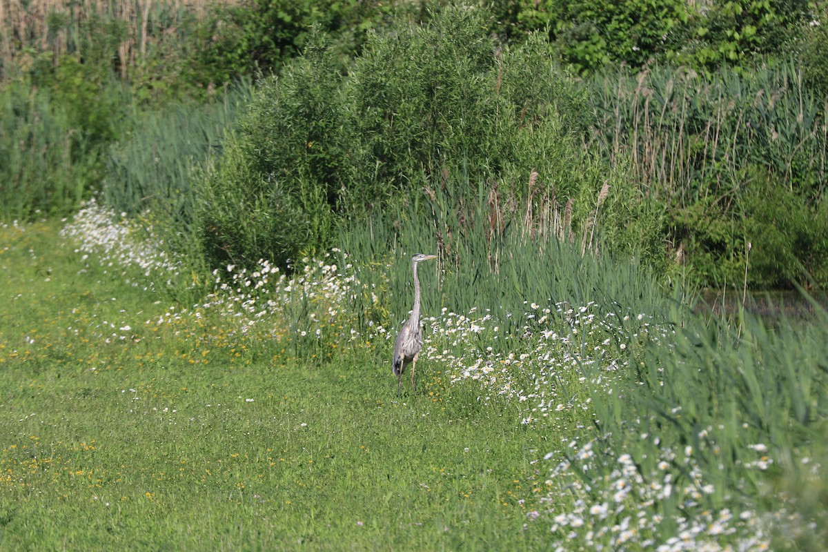 Great Blue Heron - Jennifer Allison