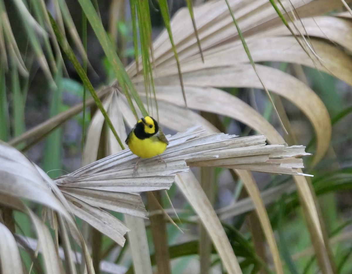 Hooded Warbler - ML620604772