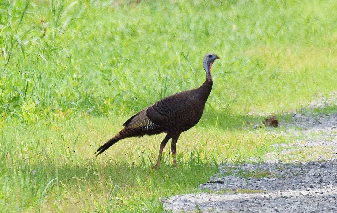 Guajolote Gallipavo - ML620604773