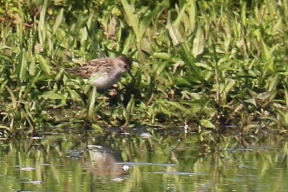 Semipalmated Sandpiper - ML620604777