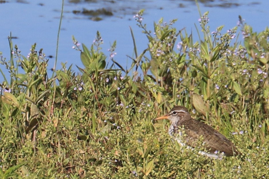 Spotted Sandpiper - ML620604784