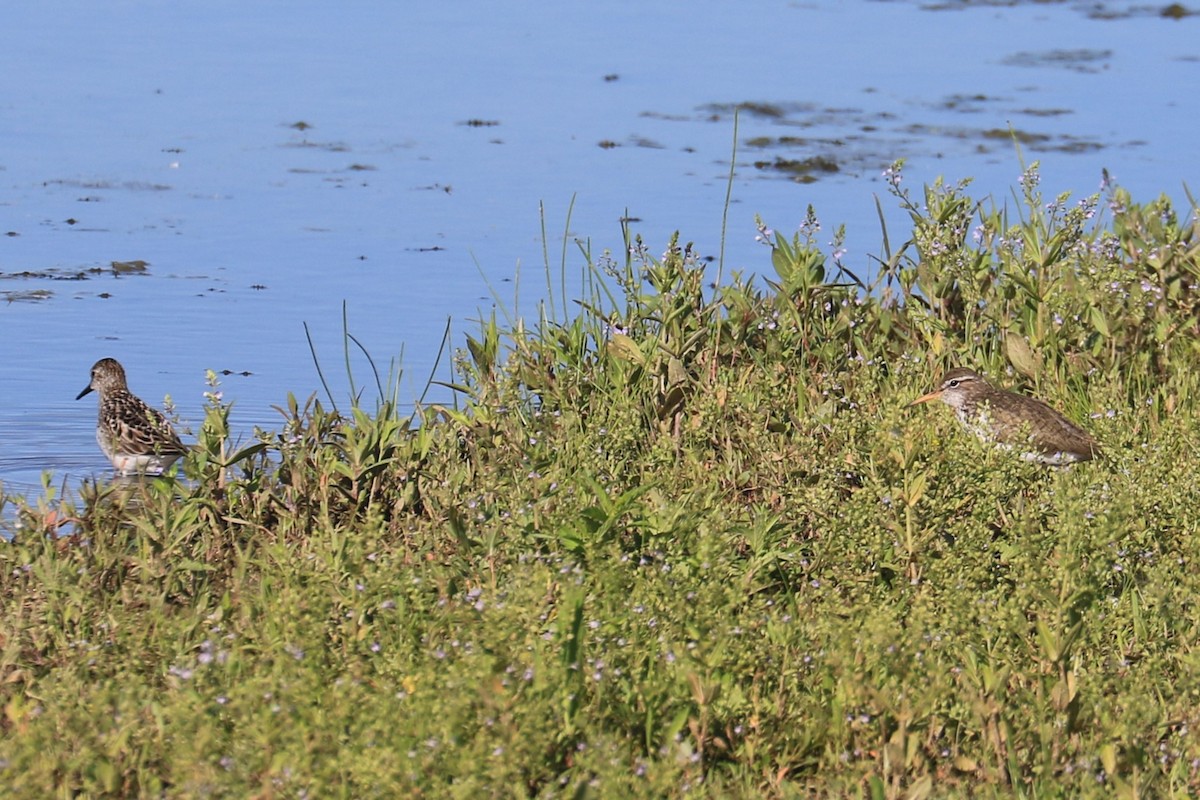 Spotted Sandpiper - ML620604785