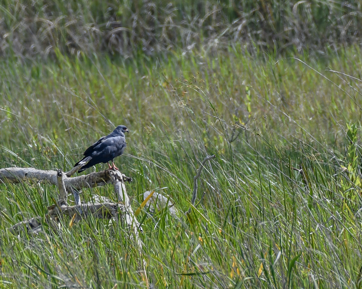 Snail Kite - ML620604788