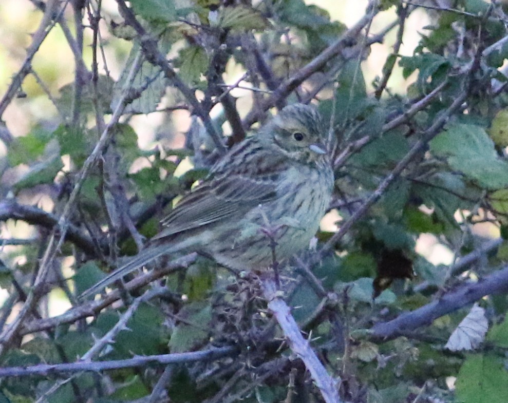 Cirl Bunting - Jason Rieger