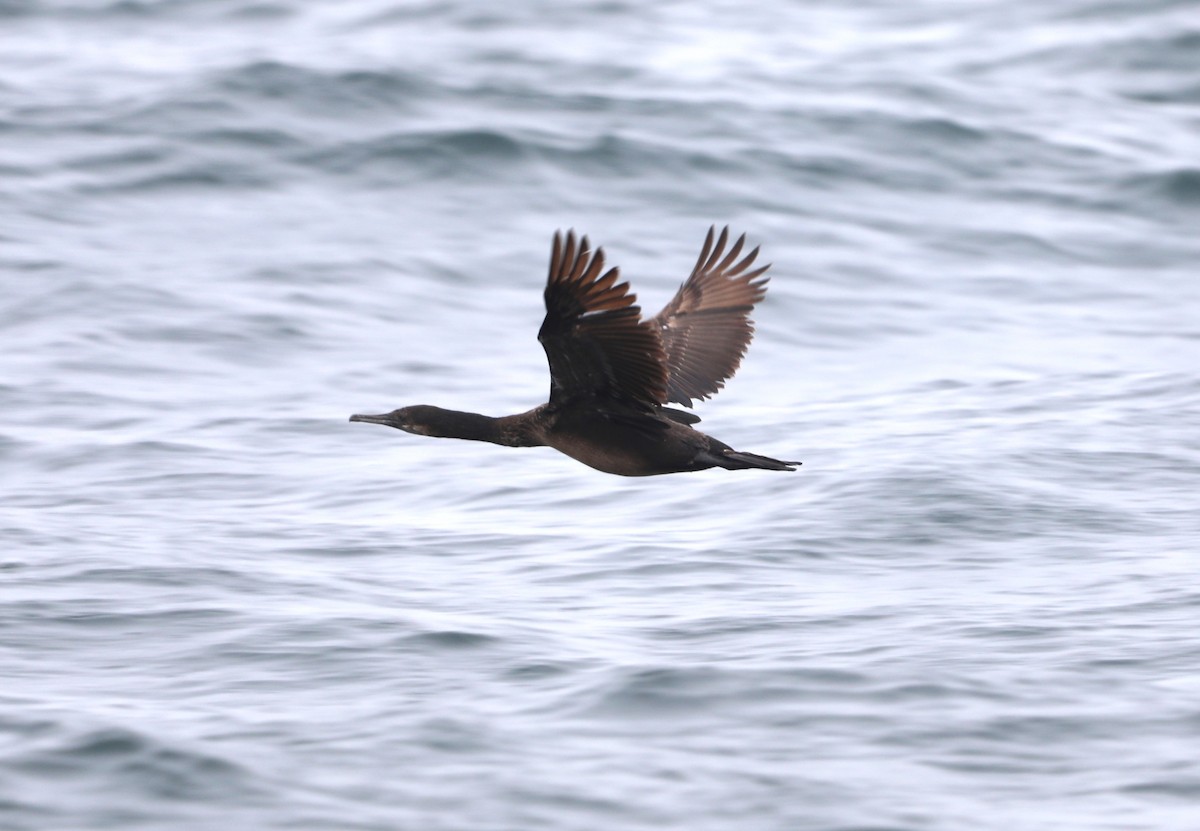 Brandt's Cormorant - ML620604797