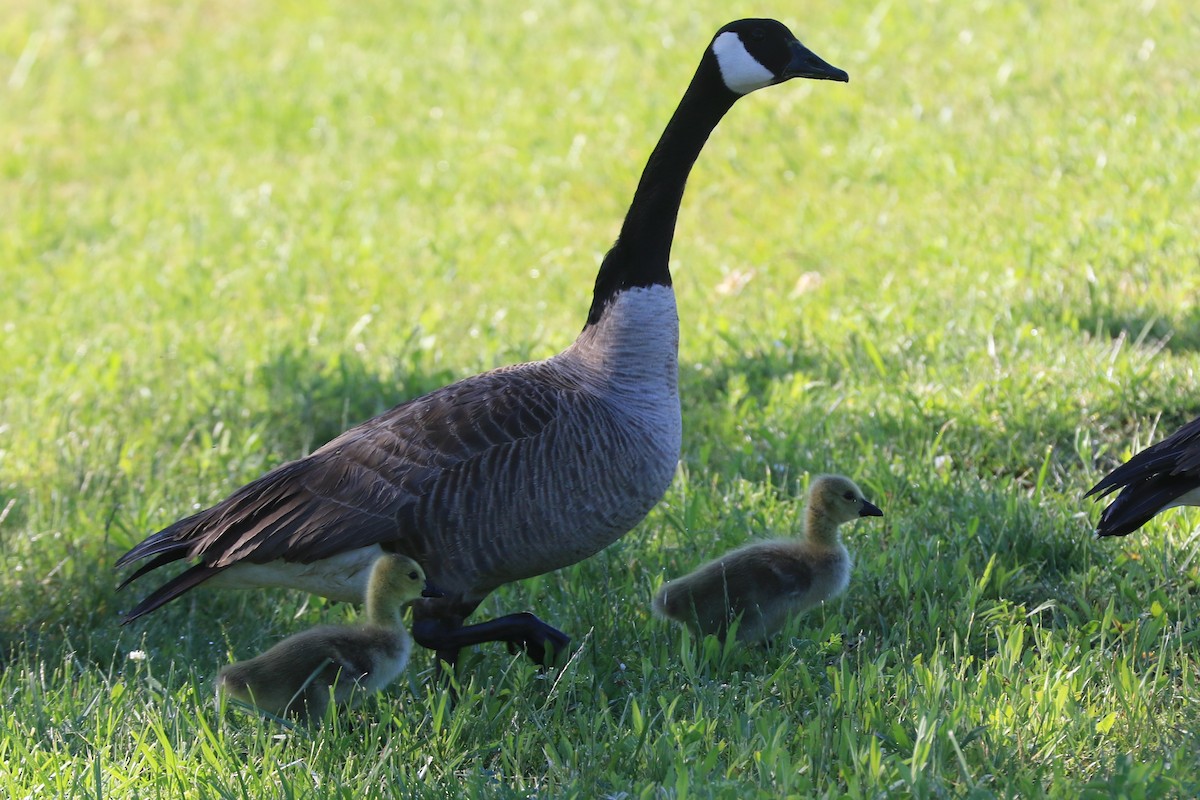 Canada Goose - ML620604800