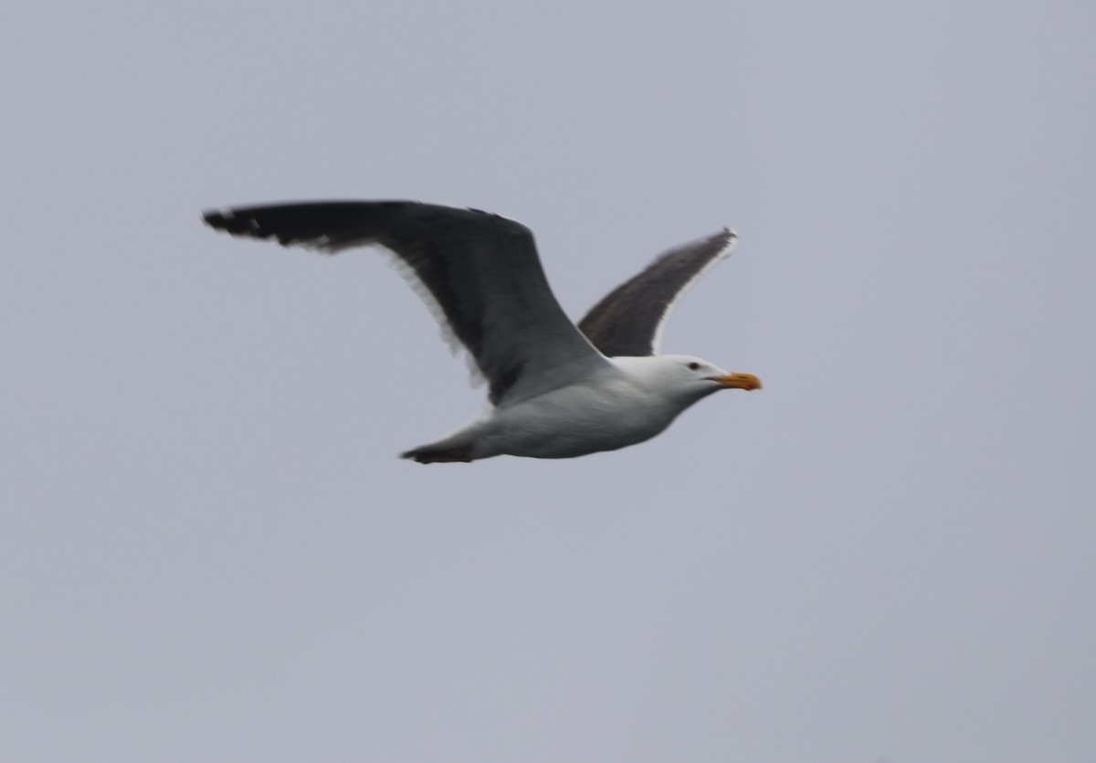 Gaviota Occidental - ML620604808