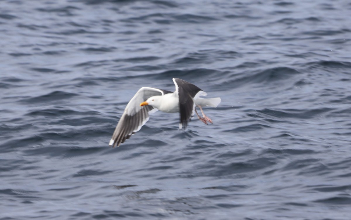 Gaviota Occidental - ML620604810