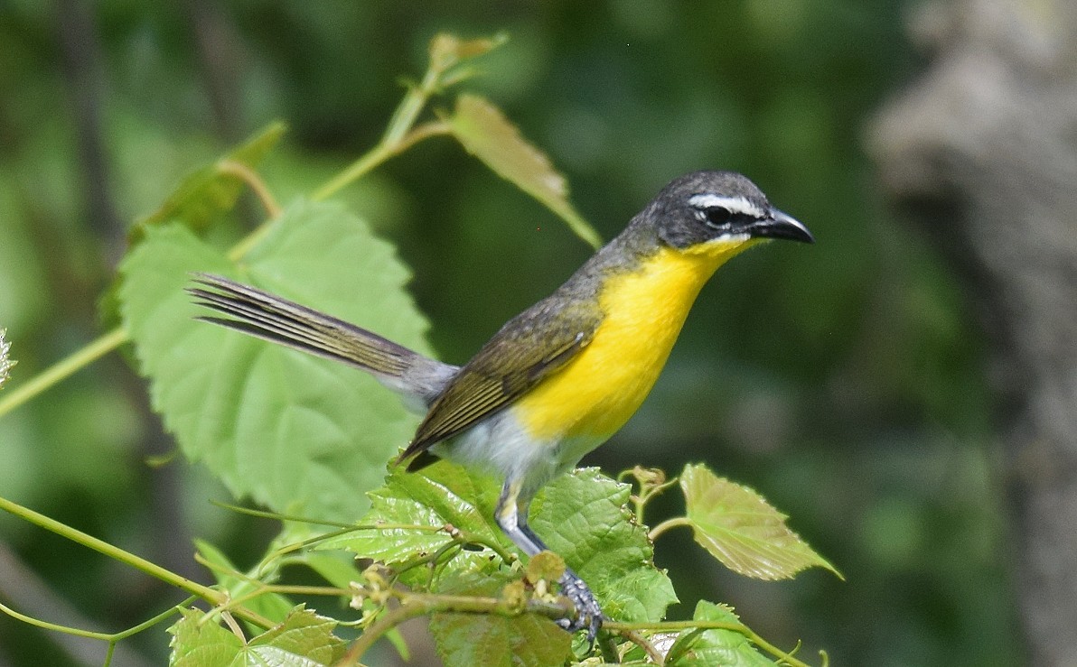 Yellow-breasted Chat - ML620604811