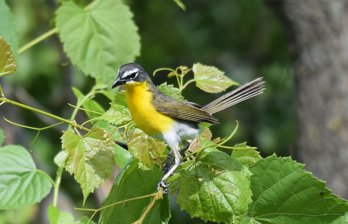 Yellow-breasted Chat - ML620604812