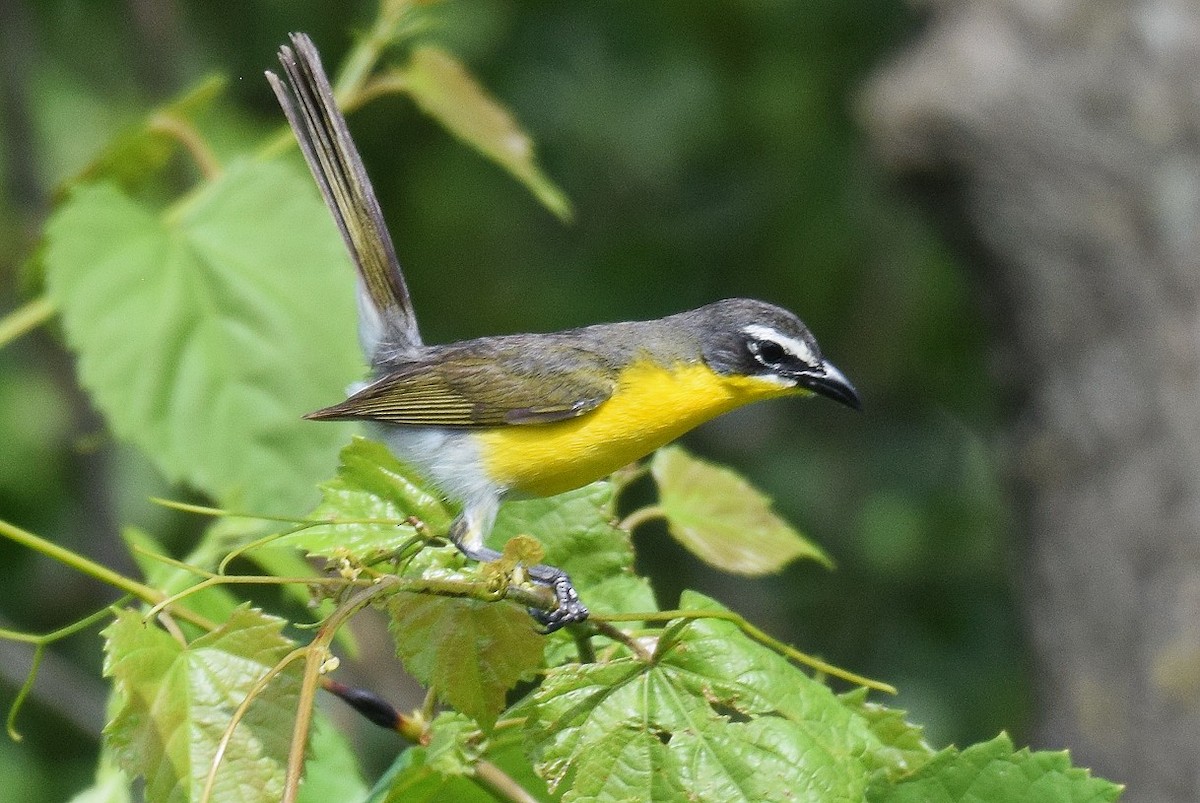 Yellow-breasted Chat - ML620604813