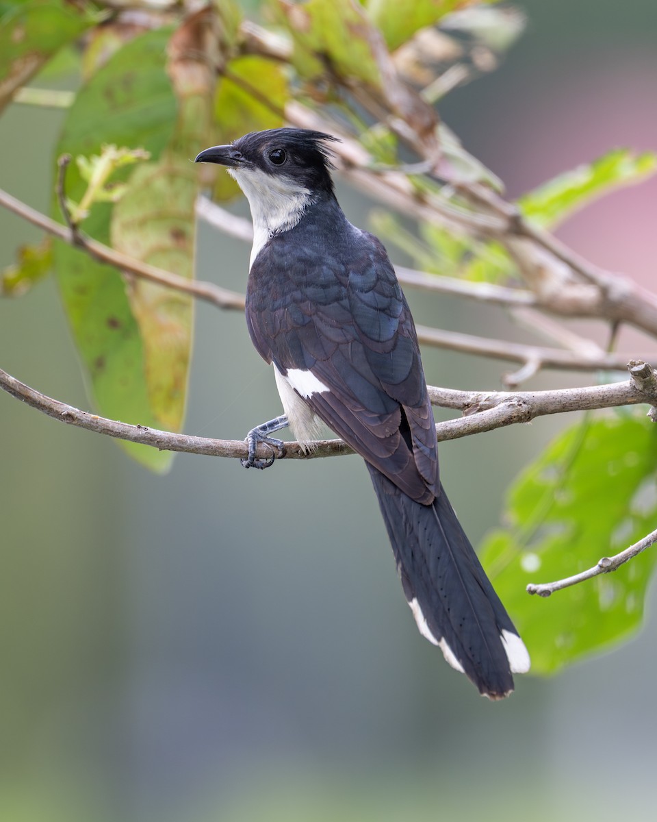 Pied Cuckoo - ML620604816