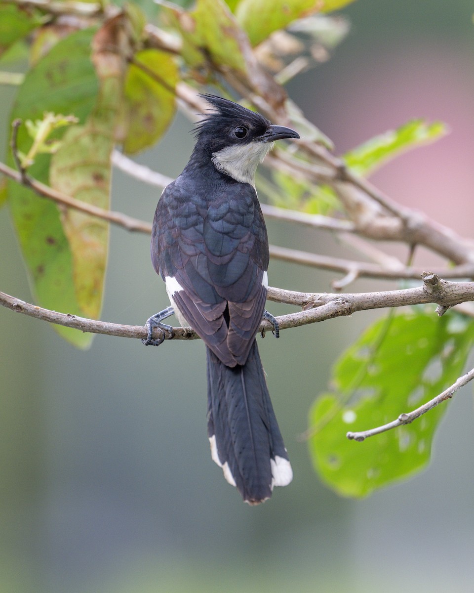 Pied Cuckoo - ML620604817