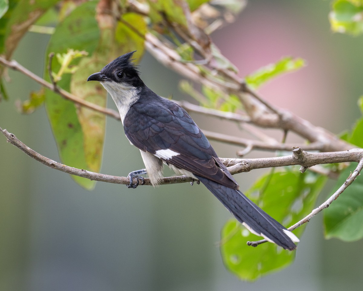 Pied Cuckoo - ML620604818